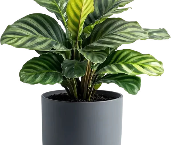 Philodendron