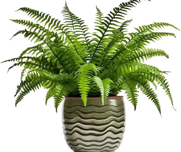 Fern 2