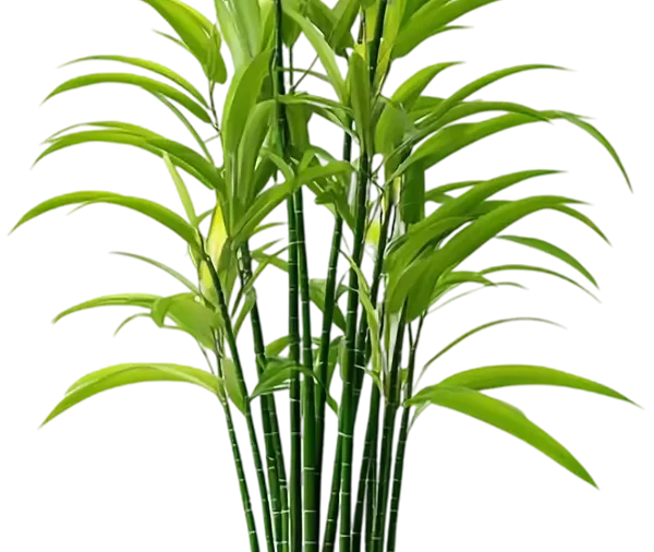 Bamboo