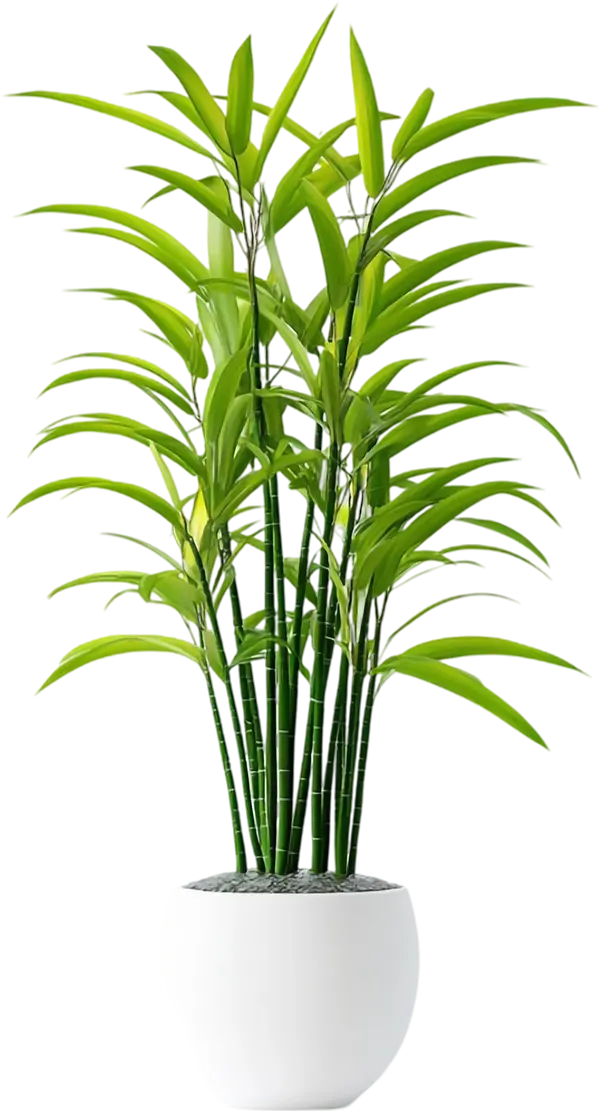 Bamboo