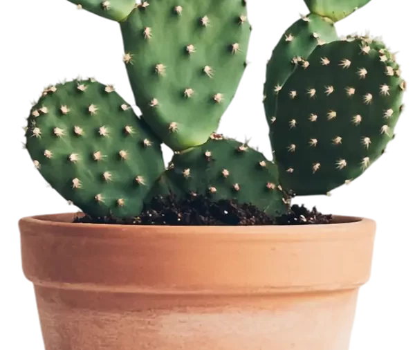 Arizona Cactus