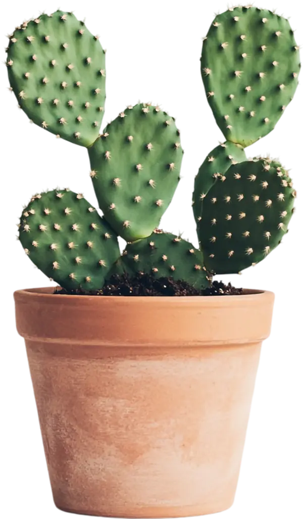 Arizona Cactus