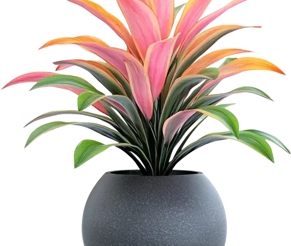 Philodendron 3
