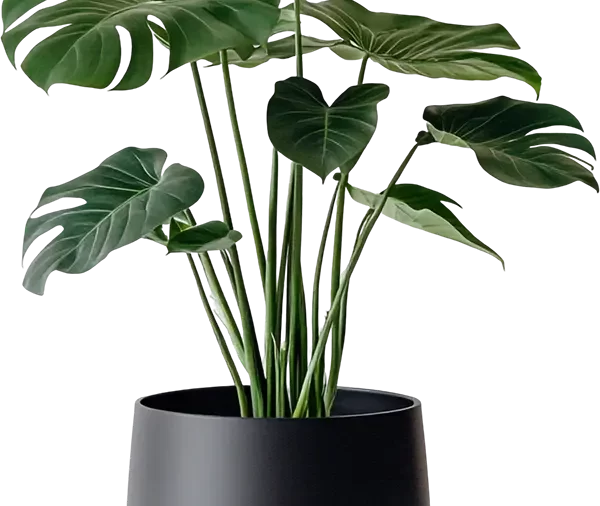 Monstera