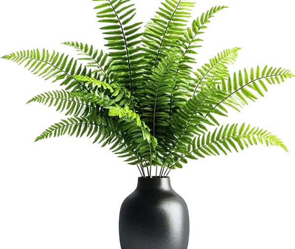 Fern 1