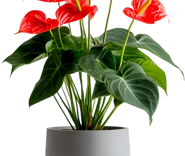 Philodendron 4
