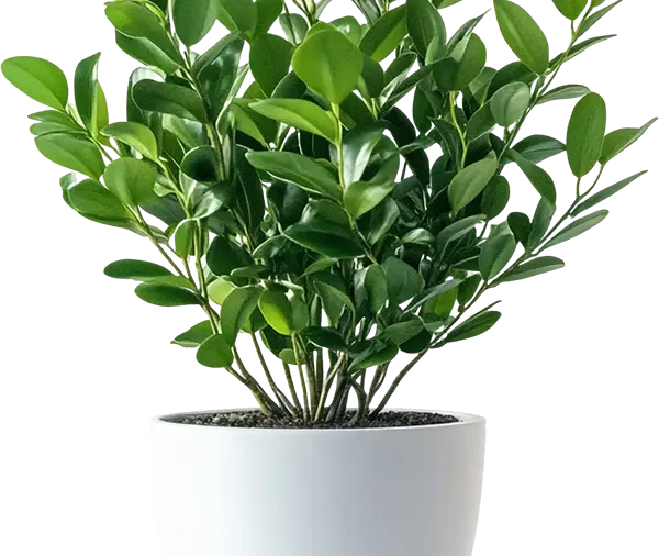 Jasmin